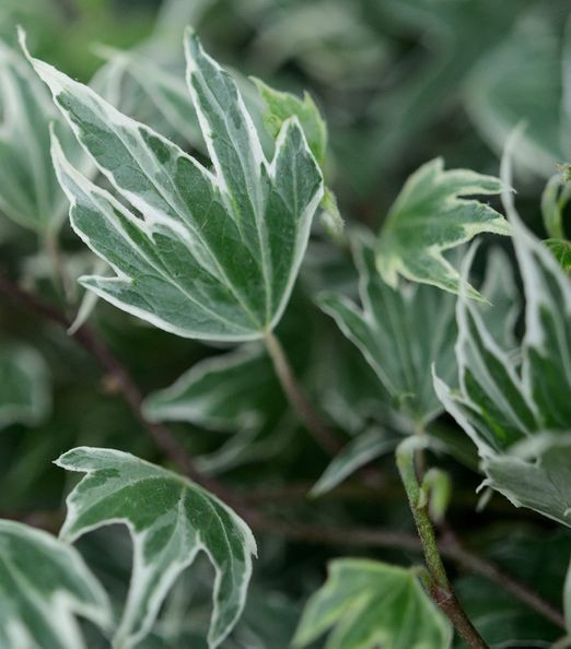 Hedera helix 'White Ripple'